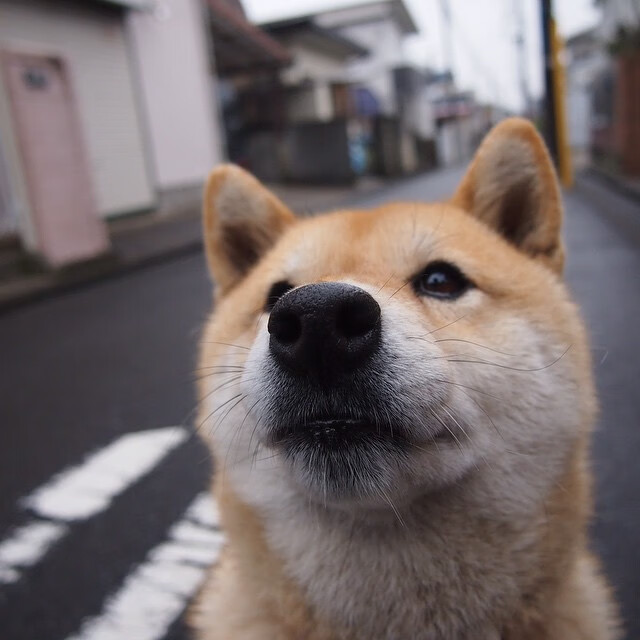 FB体育注册网址-四川金强球队战术执行力显著，四川金强篮球吧