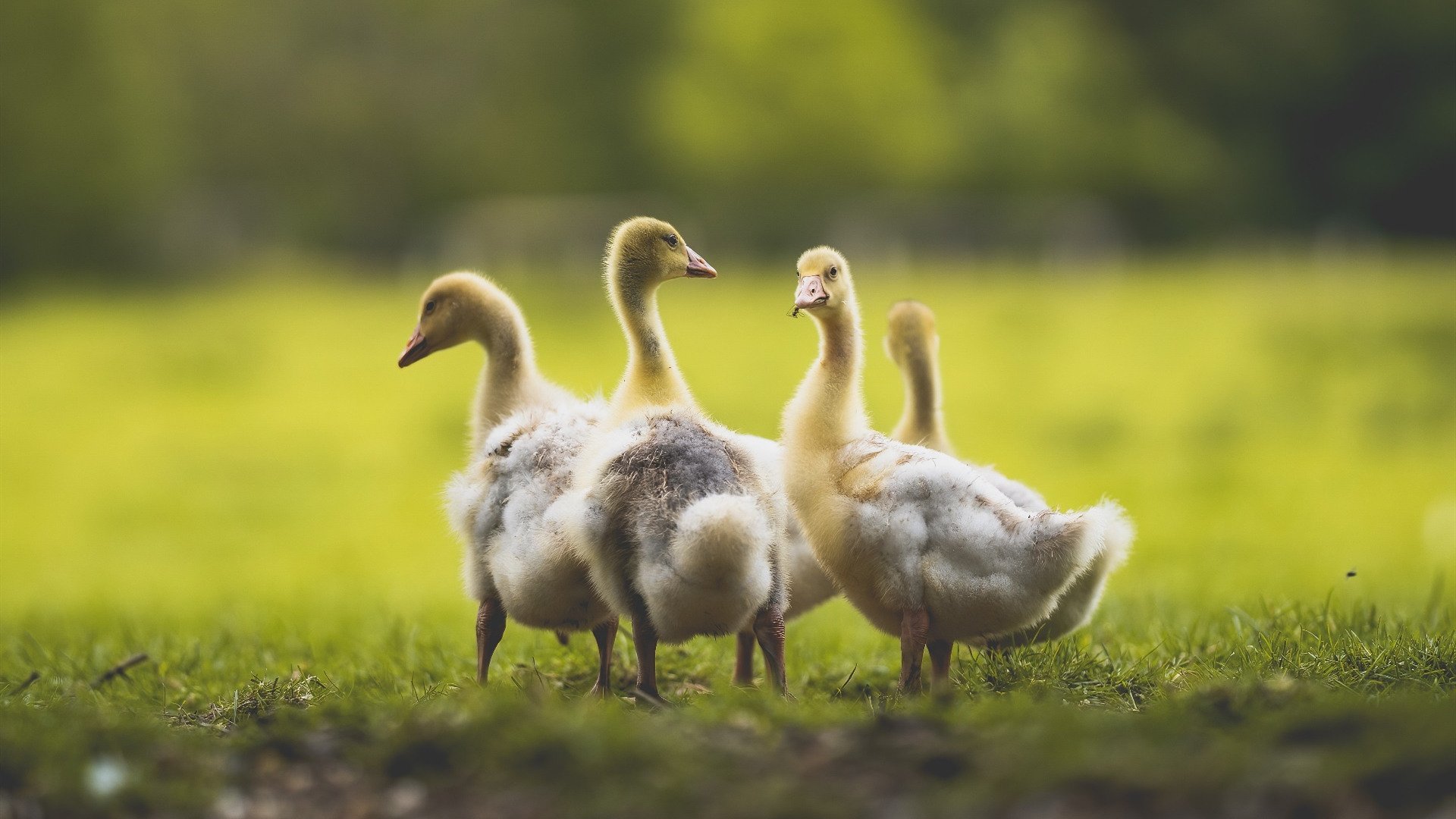 FB体育官方网站-多特蒙德引进新后卫,德甲豪门加强实力,多特蒙德状态火爆锁定德甲半程冠军,全队身价首破5亿