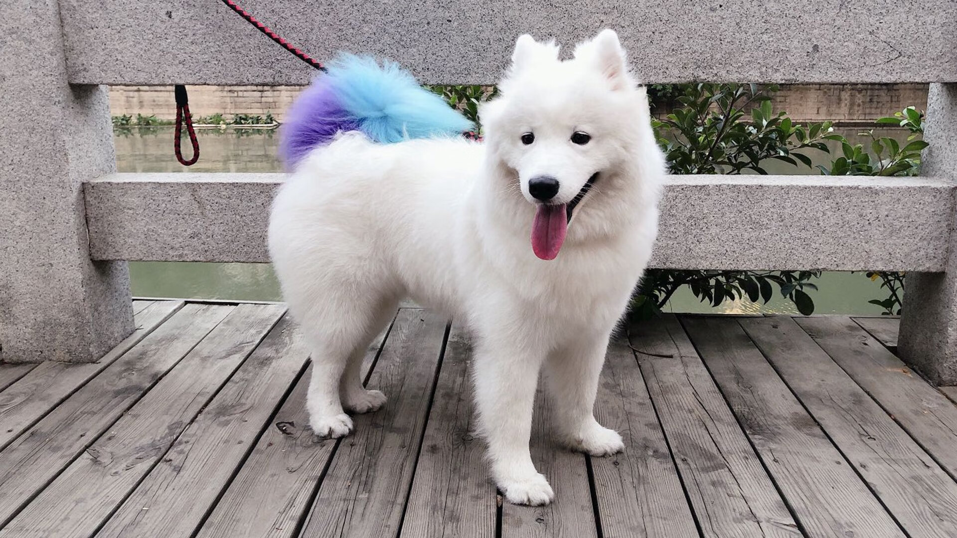 FB体育平台-广州富力外援状态回升，成为球队得分支柱，广州富力的外援