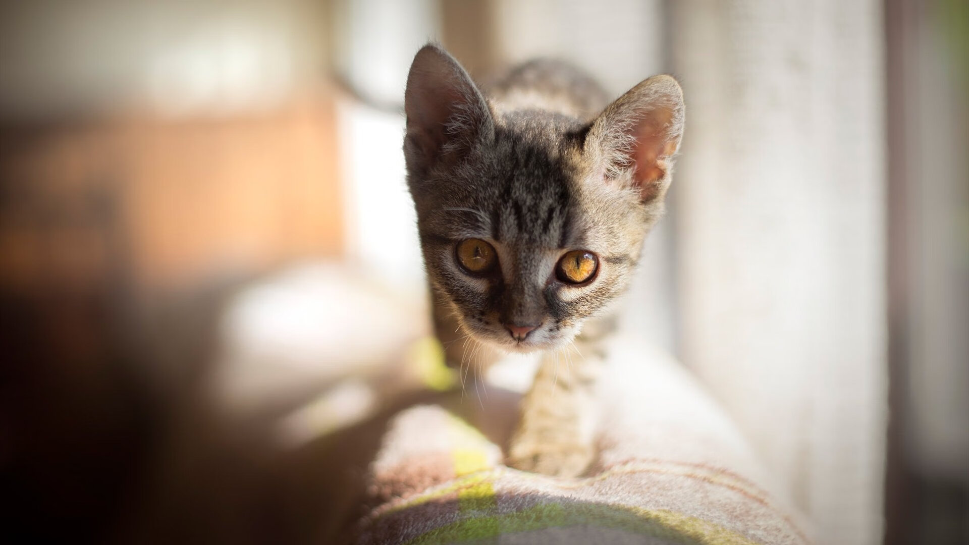 fb体育中国-德甲是否可加强与中国校园足球的合作，德甲球队关系探究