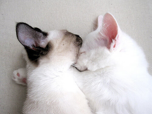 FB体育官网平台-新疆队球员发挥出色,击败对手取得胜利,新疆队打球