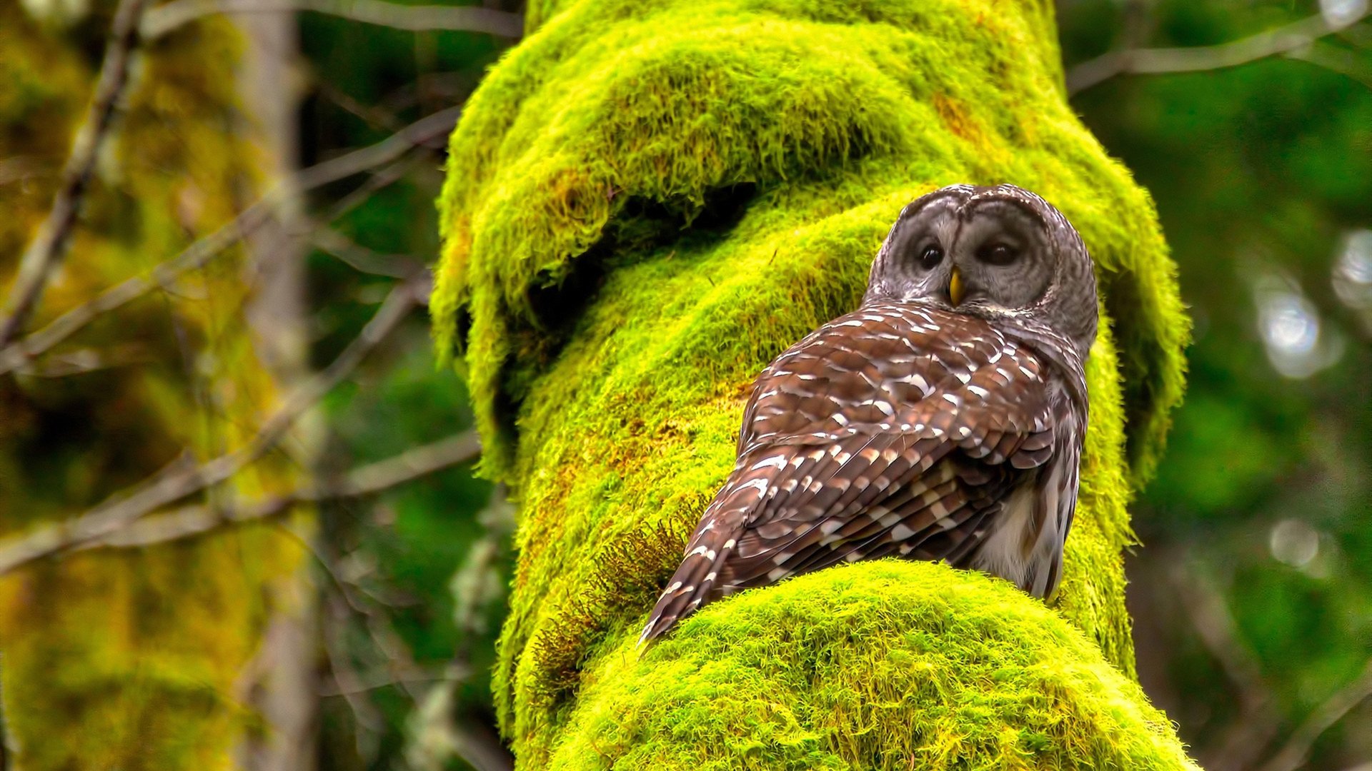 fb体育在线官网-本菲卡、波尔图、葡萄牙体育赛季表现对比,葡萄牙体育vs本菲卡