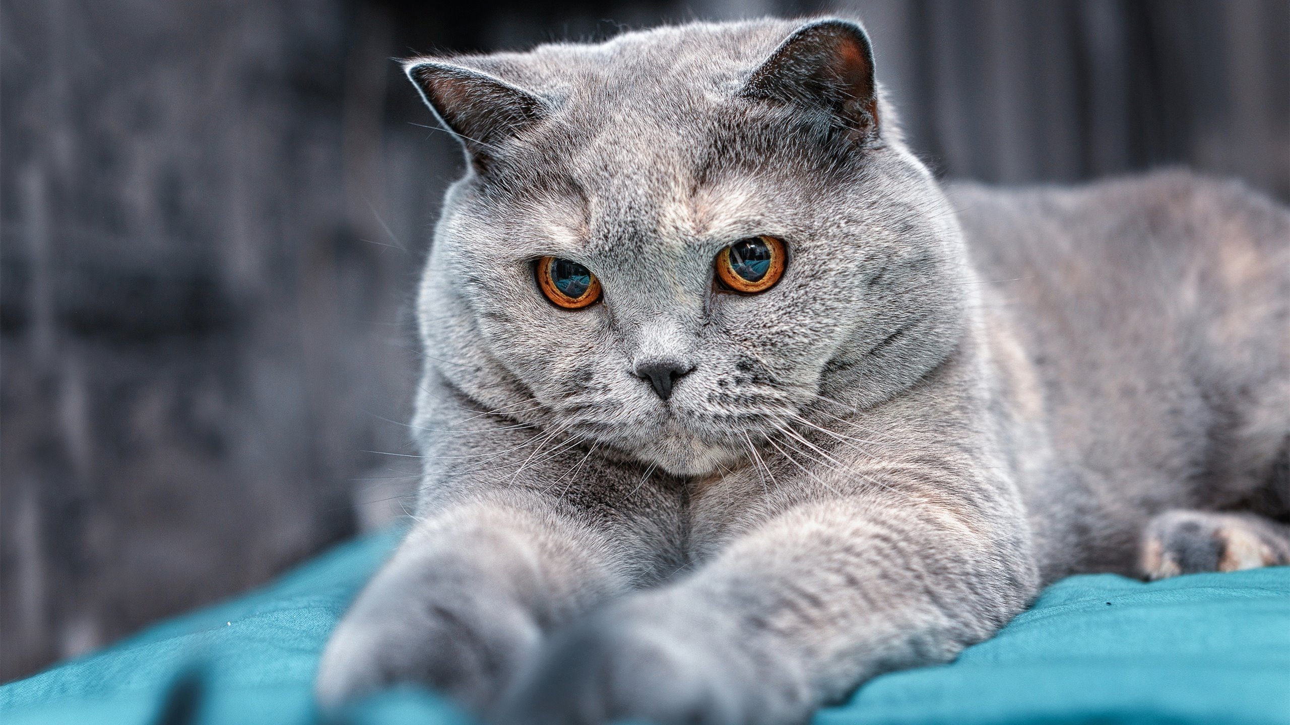 fb体育官网首页-荷兰马术协会与亚洲马术协会建立合作关系,推动区域发展。,荷兰马术考级标准