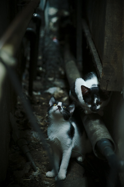 FB体育APP-世界足球盛宴：世俱杯揭幕战精彩纷呈，2021年足球世俱杯