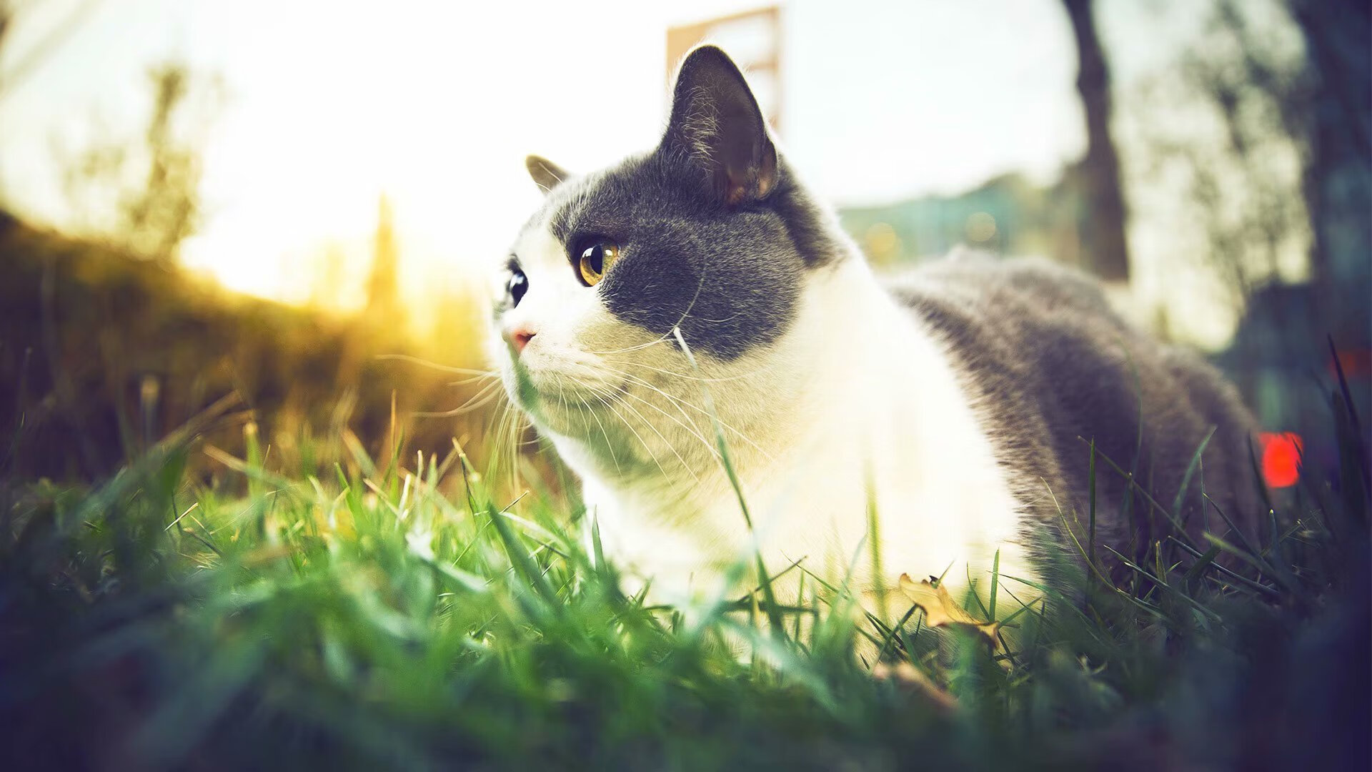 FB体育官方网站-中国足球年度核心战术模块可视建模,专业足球赛事预测模型app