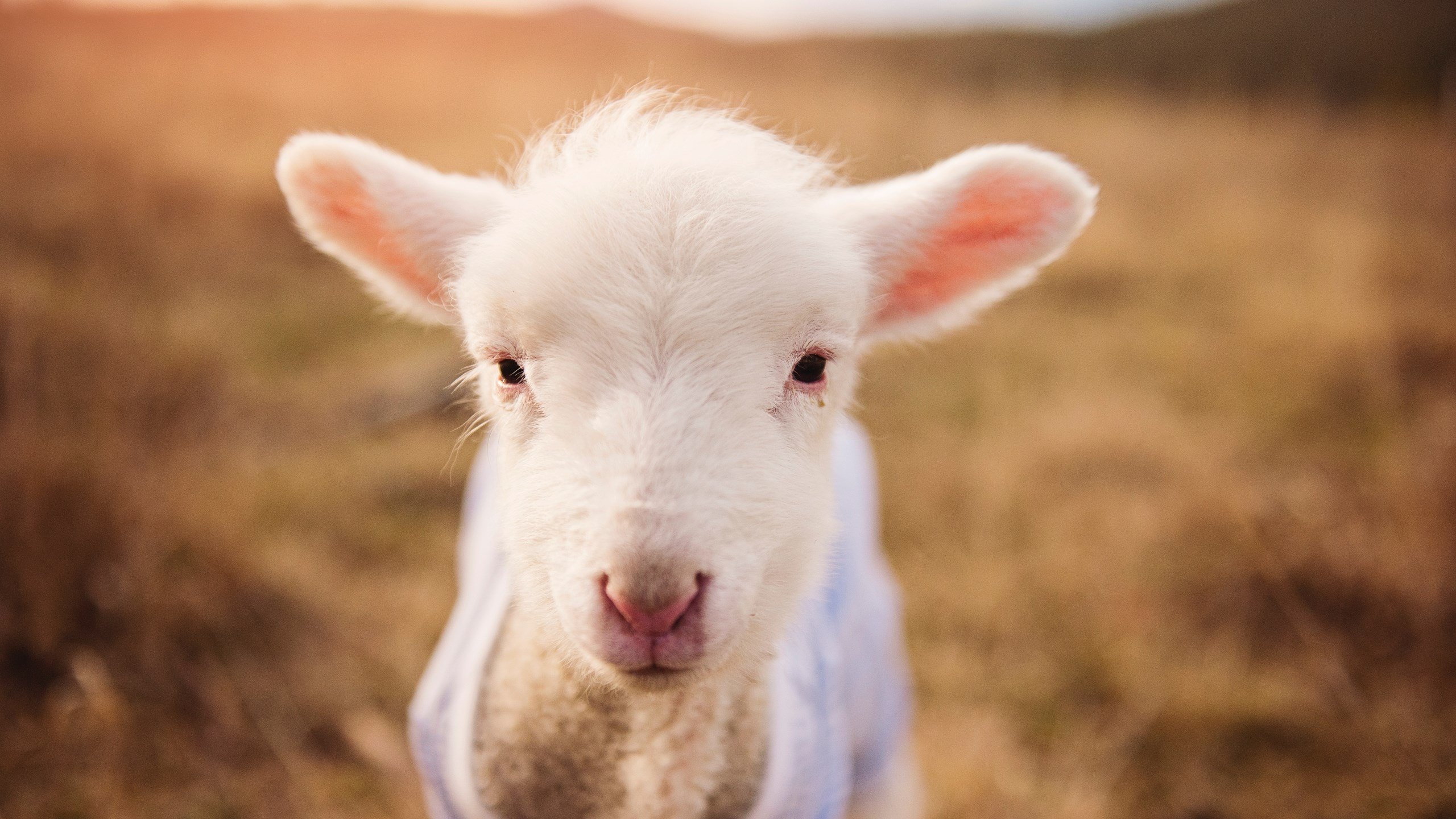 FBSPORTS-英超青训课程增加心理韧性训练应对高压比赛,英超本队青训