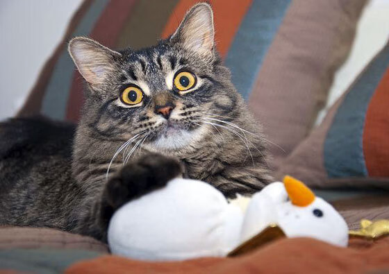 fb体育网址-中立B选手该项目整体表现坚实