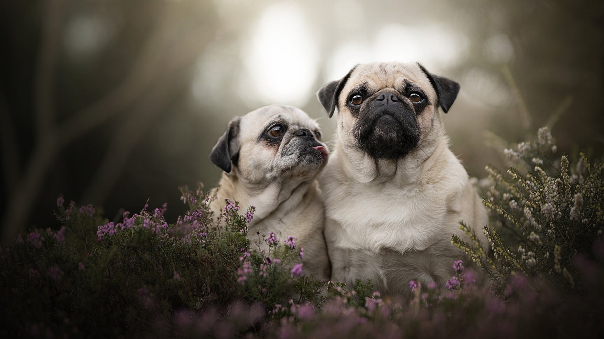 FB体育平台-博卡防守站位紧凑，但转移速度慢，博卡vs竞技实时比分